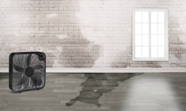 Best Flood damage cleanup  in Clarksville, IA